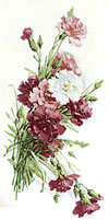 Carnations