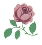 Pink Rose