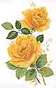 Yellow Roses