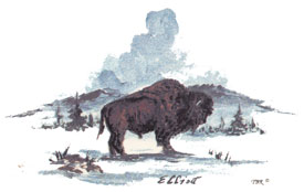 Buffalo Bit