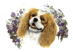 Dogs - King Charles Spaniel