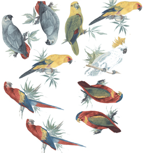 Jungle Birds Parrots