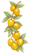 French Fruit Yellow Plum