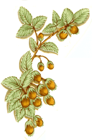 French Fruit Hazelnut