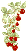 French Fruit  Raspberry