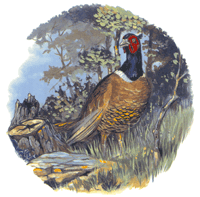 Pheasant