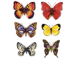 New Butterflies