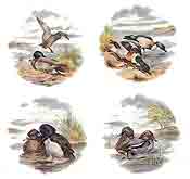 Ducks Set of 4