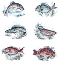 Stream Fish   6 PC SET