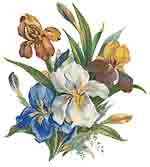 BLUE AND WHITE IRIS BOUQUET