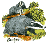 Badger