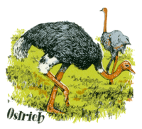 Ostrich