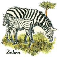 ZEBRA