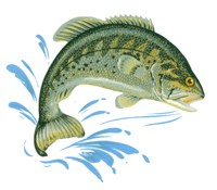 BASS FISH